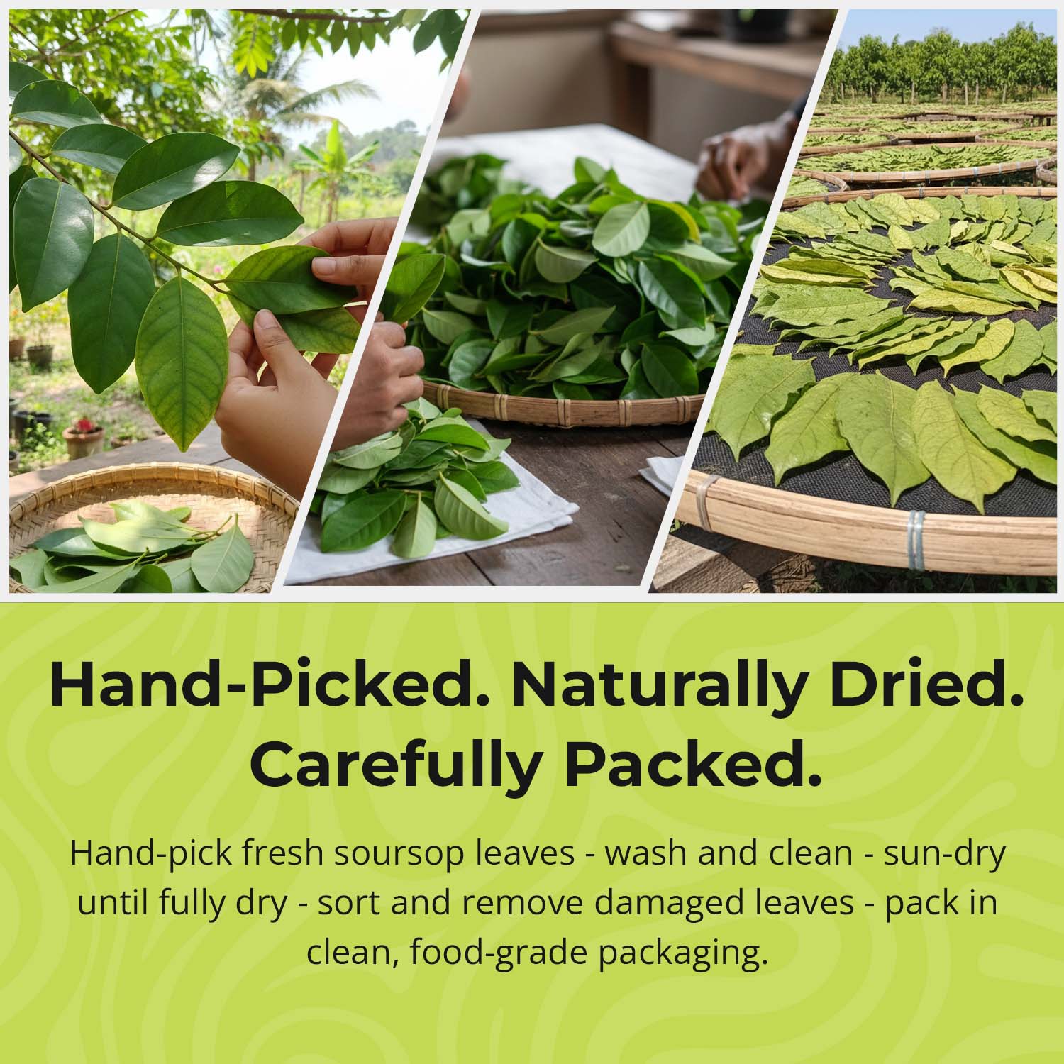 Soursop Leaves 73.8g, Hojas de Guanabana 200+Graviola Leaves