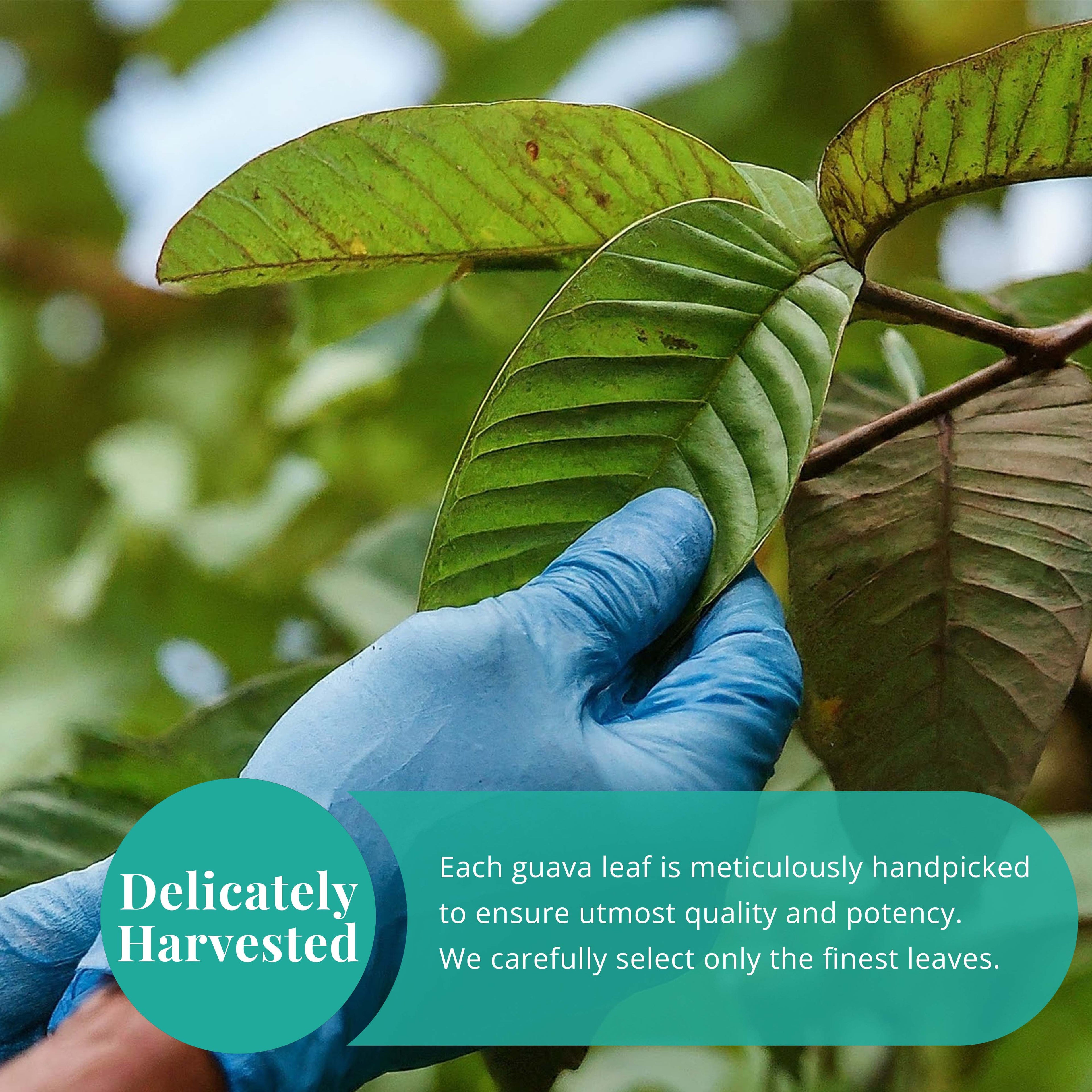 Premium Dried Guava Leaves 2.6 oz. | All Natural Herbal Tea