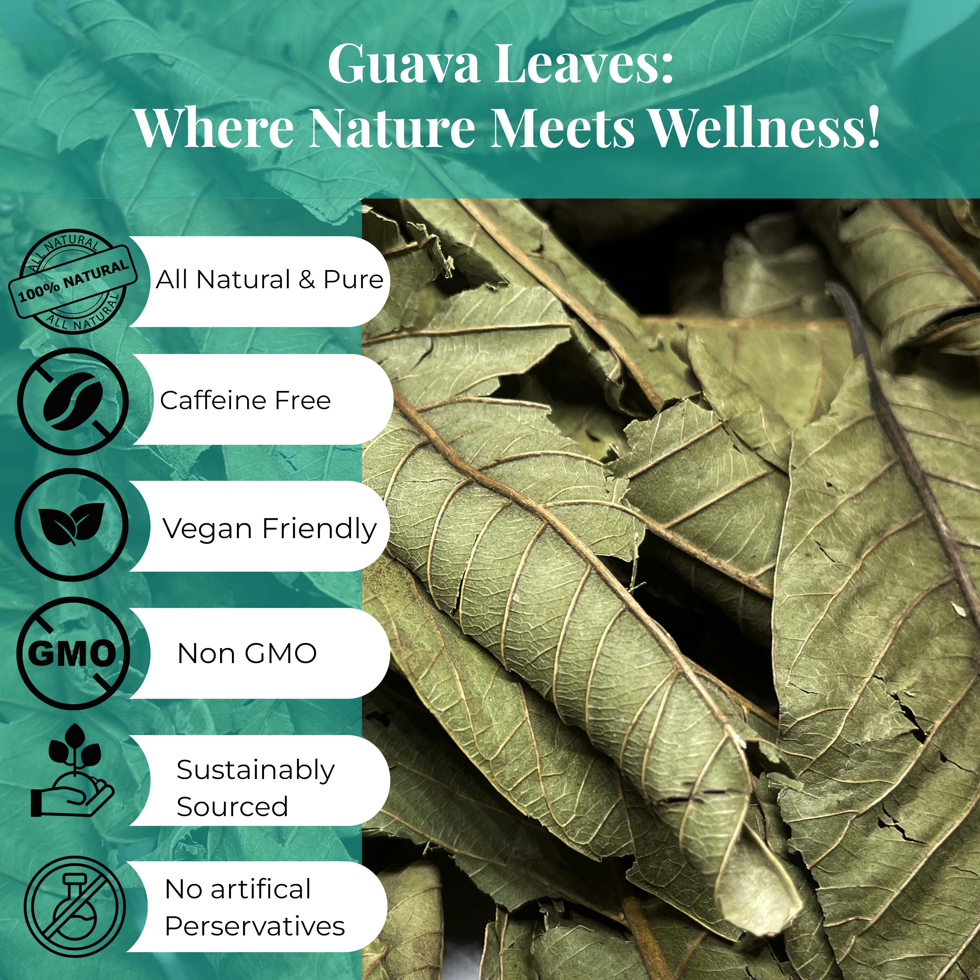 Premium Dried Guava Leaves 2.6 oz. | All Natural Herbal Tea