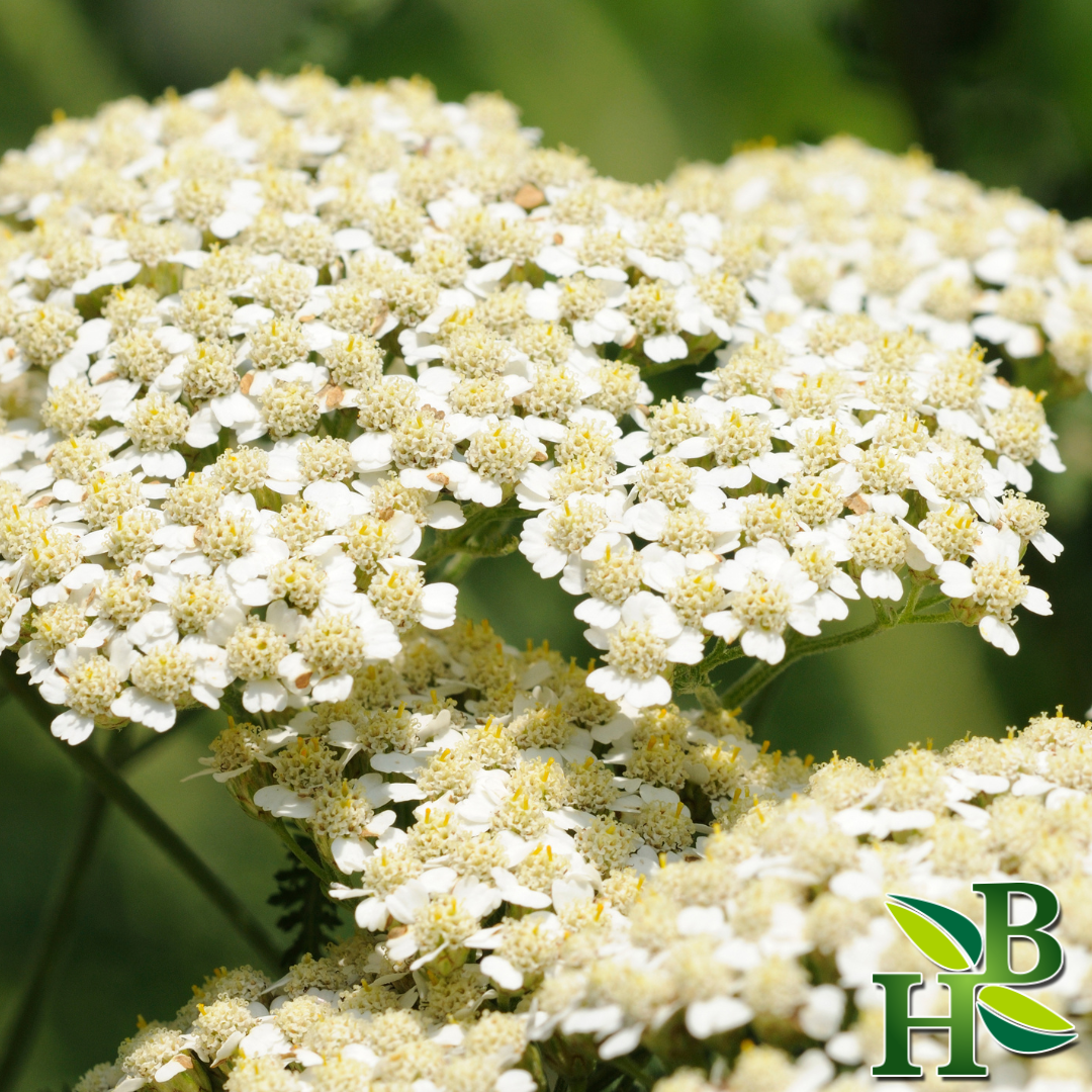 Yarrow Flowers C/S